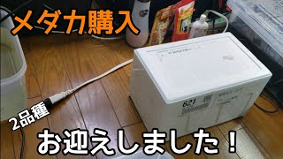 メダカ購入！2品種が仲間入りしました！【メダカ】