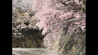 MAVIC2ZOOM・諏訪湖の桜