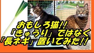 おもしろ猫!!「きゅうり」ではなく「長ネギ」置いてみた!I put \