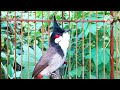 นกกรงหัวจุก 642 จ้าวคำหมาน #chaomao #birds #animals #subscribe #jambul #video