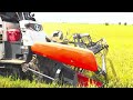 rice harvesting by tractor kubota in beautiful golden farm 4k video 846 cam farm