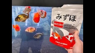 Baby ranchu goldfish update feeding the with mizuho Goldfish food