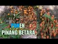 CERITA BANG USI PART.10 || PANEN PINANG BETARA