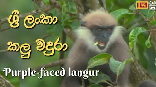 Purple Faced Langur | ශ්‍රී ලංකා කලු වදුරා