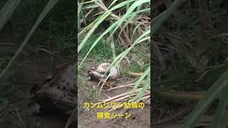 石垣島 カンムリワシ幼鳥の捕食シーン