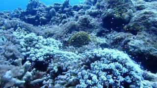 季節の見どころ　6月編　阿嘉島　ククルル　ツツウミヅタの放精放卵