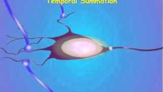 5. Synapse and Information Transfer