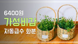 저렴하게 가성비갑 자동급수 화분 만들기💚 / 저면관수 화분 / 트리안 아몬드페페 키우기