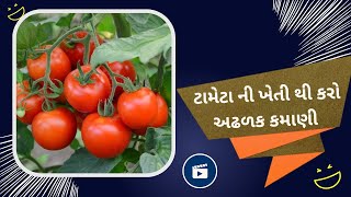 ટામેટાનું ભરપૂર ઉત્પાદન માટેની ખાસ માહિતી । Tomato crop Information | टमाटर की जानकारी