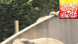 Elephant Trying To Touch Other Elephant Over The Wall