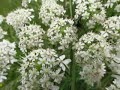 beautiful moth and horse fly on hogweed.