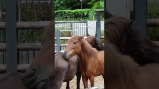 お互いの背中をかく馬　トカラ馬　与那国馬　上野動物園