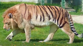 Most Dangerous Animal Hybrids in The World