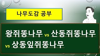 왕쥐똥나무 vs 산동쥐똥나무 vs 상동잎쥐똥나무 : 무엇이 다를까?