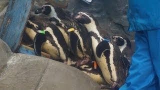 新江ノ島水族館 ペンギン達のかわいいゴハン戦争