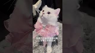 急于炫耀的英国佬 #这么可爱的小猫咪 #我和我的猫 #多肉奶团