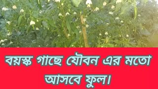 মরিচের বয়ষ্ক গাছে যৌবন মতো ফুল। এলাকাবাসি বলে কেমনে সম্ভব। কি জাত এটা।