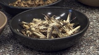 Alternative Esskultur: Insekten als Fleischersatz | SPIEGEL TV