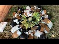 Guinea Pig Farming How to Start a Profitable Guinea Pig Farm | Awesome Guinea Pig Farming Technique