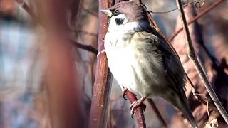 スズメ の鳴き声 　 Eurasian Tree Sparrow