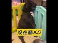 生無可戀 惡霸犬肉肉沒吃飽 一臉哀怨小手手超萌滑落...｜tvbs新聞｜擠看看 short