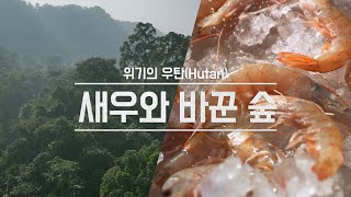 여러분이 먹은 새우가 다 숲을 파괴하고 키운 겁니다. 동남아 숲을 파괴하고 키운 새우, 그리고 팜유. 우리도 모르게 저지른 숲의 파괴 현장 | 위기의 우탄 -새우와 바꾼 숲 |