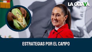 SHEINBAUM EXPLICA SU PLAN de RESCATE del CAMPO MEDIANTE la SOBERANÍA ALIMENTARIA