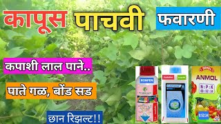 कापूस पाचवी फवारणी कोणती करावी?| कापूस फवारणी| Kapus pachavi Favarni Konti Karavi?