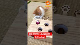 ഇതെന്താ കിട്ടാതെ : ലെ പൂച്ച