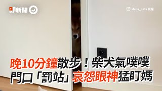 柴犬「哀怨眼神」猛盯媽！氣噗噗等散步：晚10分鐘了😡｜寵物動物｜狗狗｜精選影片