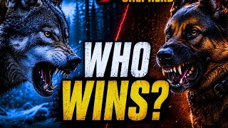 German Shepherd vs Wolf – Can a Shepherd Defeat a Wolf?