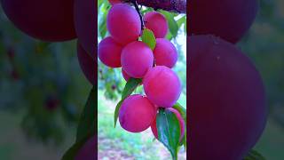 Wow Colourful fruits 😱😲#shorts #fruit