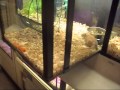 Getting My 3 New Gerbils At Pet Smart!!! Getting My 3 New Gerbils At Pet Smart!!!