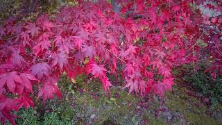 Kyoto sightseeing 京都観光 常寂光寺 Kyoto Jojakko-ji temple 【紅葉　Autumn leaves】