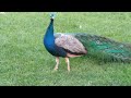 Medicating my Peacock 🦚 - Deworming and Antibiotics