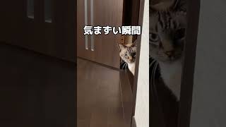 気まずさをごまかす猫#shorts