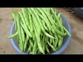 用廢棄水桶種植豆角教程planting beans with discarded water buckets 种菜 园艺 科普 園藝 gardentips gardenliving