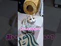 紙袋で遊ぶ姿が可愛すぎる猫 shorts 猫 cat