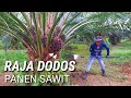 raja dodos panen sawit dodos tajam jenis sawit ini sangat mengutungkan pemanen sawit unggul