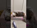 猫用ソファー🛋️🐈とってもいいですよ！ ねこのいる生活 サイベリアン 犬猫がいる生活 可愛い ソファー