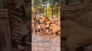 Fight tiger  vs lion #animals #tigerlion #viralvideo