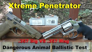 Underwood Xtreme Penetrator .357 Sig VS .357 Mag "Dangerous Animal" Ballistic Test