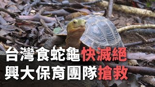 台灣食蛇龜快滅絕 興大保育團隊搶救【央廣新聞】