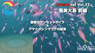 9CHANnel #037 アマミホシゾラフグの献身\u0026激アツ サンセットダイブ 奄美大島/ Amami Oshima. Underwater Mystery Circle.【スキューバダイビング番組】