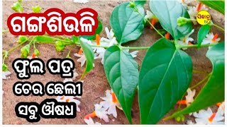 ଗଙ୍ଗଶିଉଳୀ ଗଛ🌴।। ଅନେକ ରୋଗ ଭଲକରେ। Gangadiuli Tree Benifits