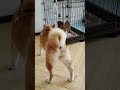 子犬と先住犬ドキドキの初対面 shorts