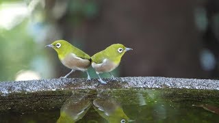 権現山バードサンクチュアリのメジロの水浴び　その７０（4K60P動画）