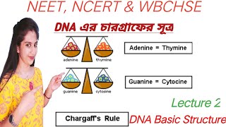 L2=Chargraff's Rule of DNA in Bengali | Basic Structure of DNA|packaging of DNA| NEET| NCERT| WBCHSE