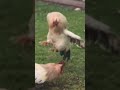 Петухи дерутся до крови ufc животные петух курица бойцы бойцовые rooster chicken mma fight