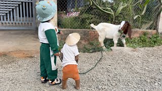 Unbelievable! Cutis & Yen Nhi take care of goat in a special smart way?